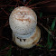 young mushroom
