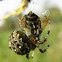 European garden spider with prey