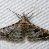 Many-plume moth