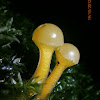 Jelly Baby Fungus
