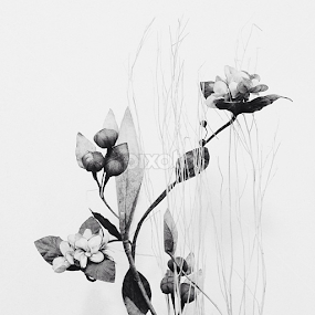 Flowers. by Mohd Noor Edzuan Sapuan - Instagram & Mobile iPhone