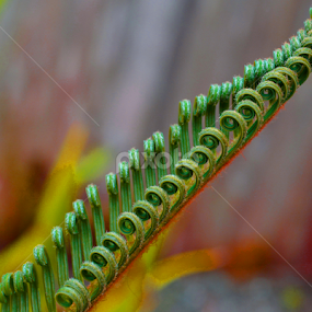 by Jeanne Knoch - Nature Up Close Leaves & Grasses