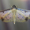 Eulepte moth