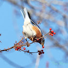 Eastern Bluebird