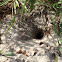 Burrow in sand