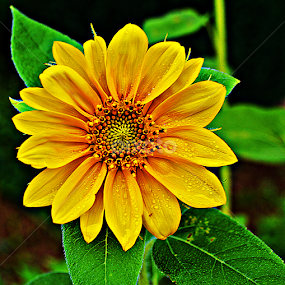 Jutarnje kupanje by Jelena Puškarić - Flowers Single Flower