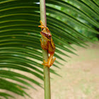 Hourglass tree frog