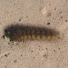 Salt Marsh caterpillar