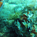 Dorid nudibranch