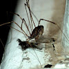 Harvestman vs. male bagworm moth