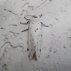 Areca Moth