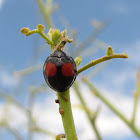 Cactus Lady Beetle