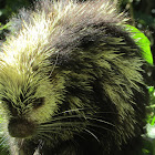 Puercoespín (Porcupine)