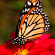 Butterfly HD Collection by Escargot Studios, LLC APK