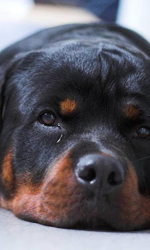 Rottweilers Dog Wallpapers