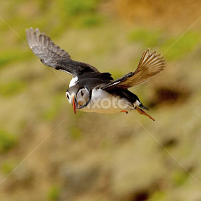 by James Blyth Currie - Animals Birds