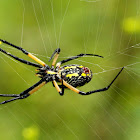 Black and yellow garden spider