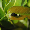 green-spotted triangle caterpillar