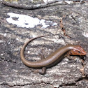 Broad headed skink