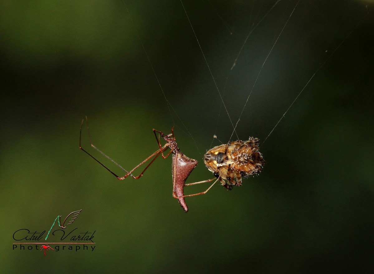 Spider with Prey