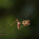 Spider with Prey