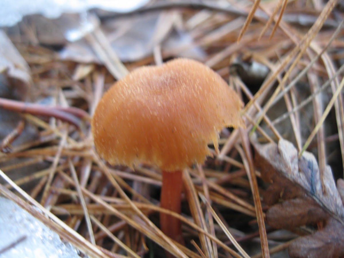 scarlet waxy cap mushroom