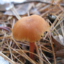 scarlet waxy cap mushroom