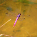Roseate Skimmer Dragonfly(mating)