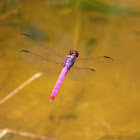 Roseate Skimmer Dragonfly(mating)