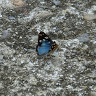 unknown blue butterfly