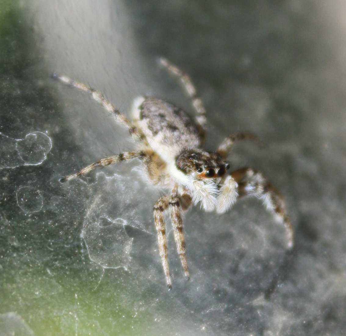 Cabrita / Jumping spider