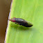 treehopper mimicking fly