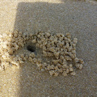 Sand balls made by a Sand bubbler crab !