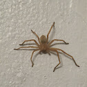 Huntsman Spider