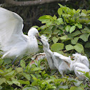 小白鷺 / Little Egret