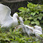 小白鷺 / Little Egret
