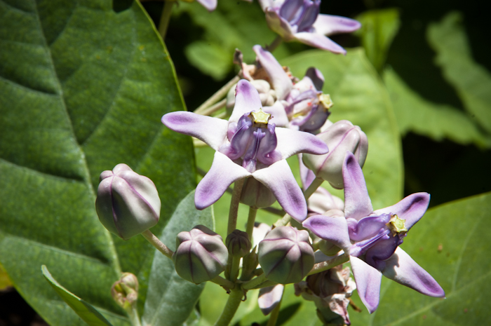 Crown flower