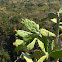 Nopales or Prickly Pear Cactus