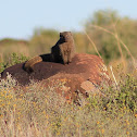 Black-tipped Mongoose