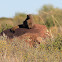 Black-tipped Mongoose