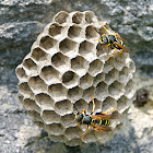 Mountain Paper Wasp