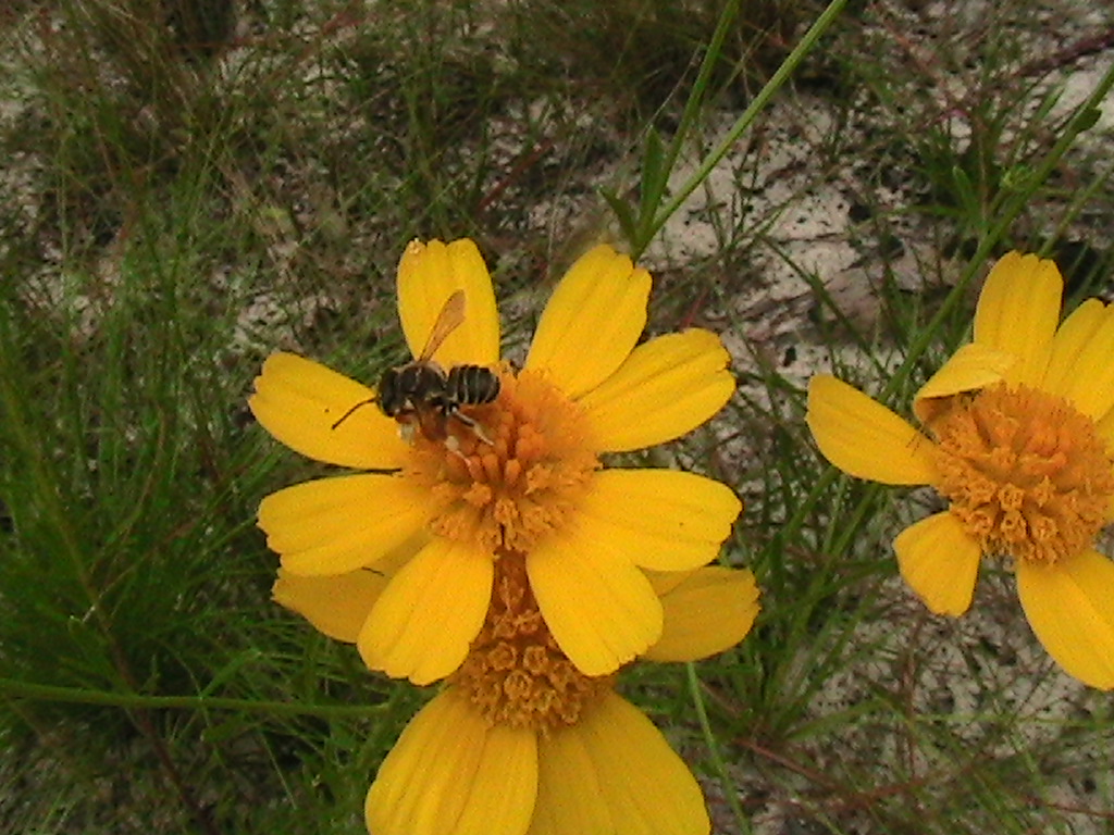 Mason Bee?