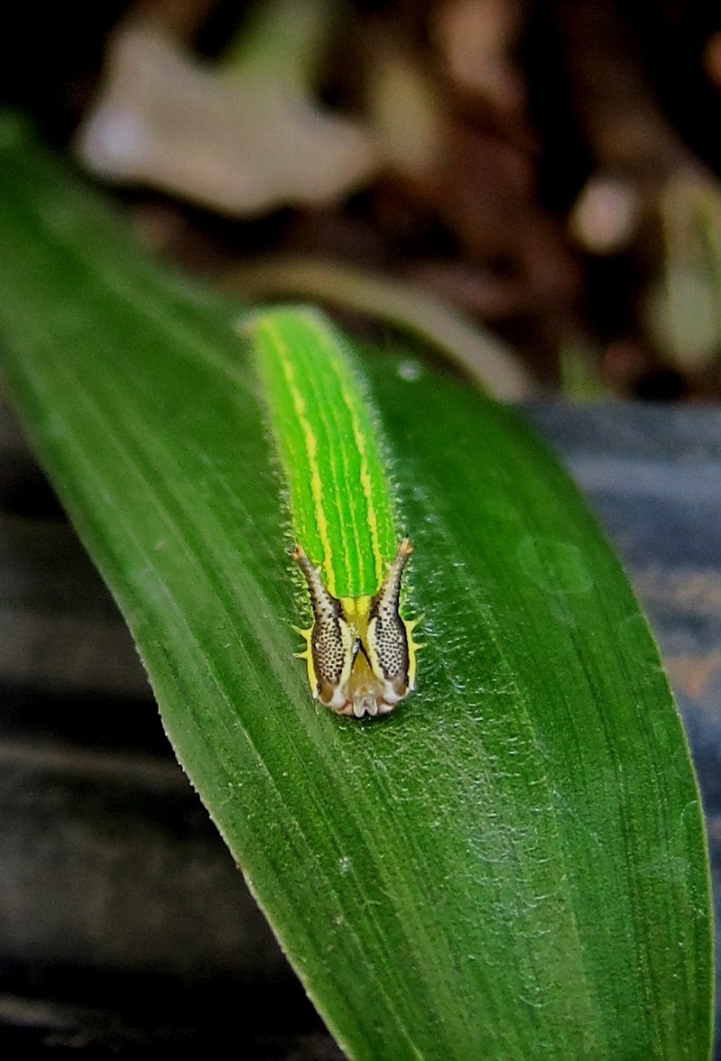 Palmfly Caterpillar
