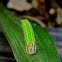 Palmfly Caterpillar