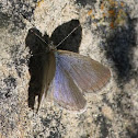 Common Grass-blue