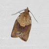 Male Light brown Apple moth