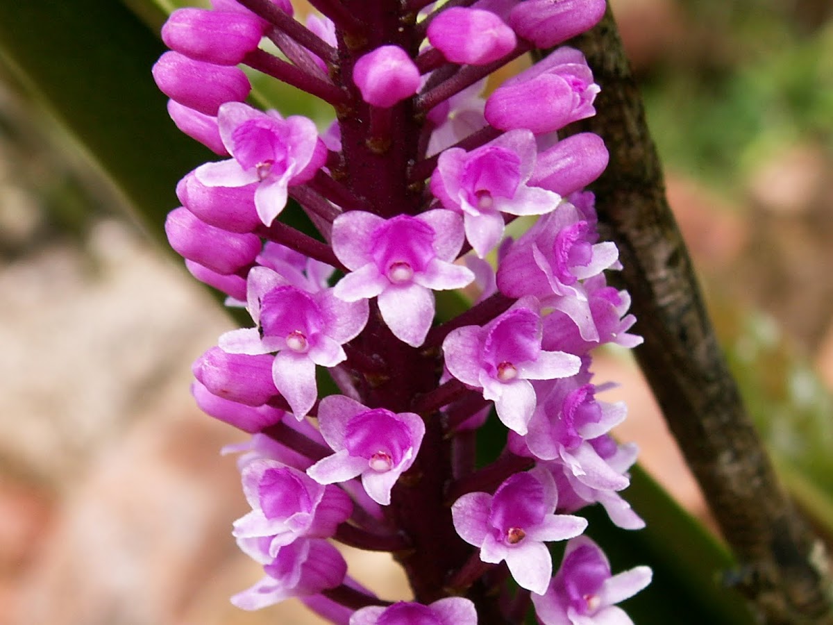 Arpophylum Orchid