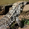 Black and White Tegu