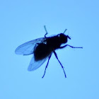 House Fly