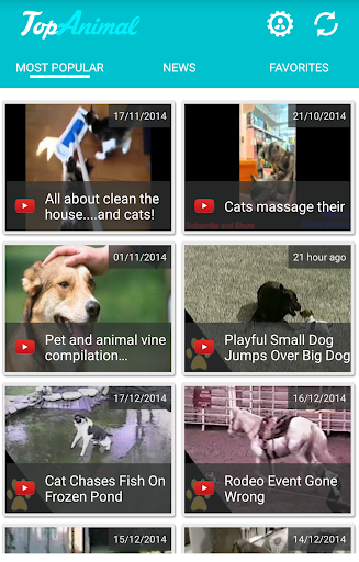 Top Animals: Videos pets...